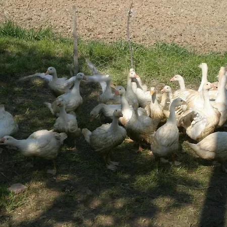 Alloggio per agriturismo Vecchio Gelso *