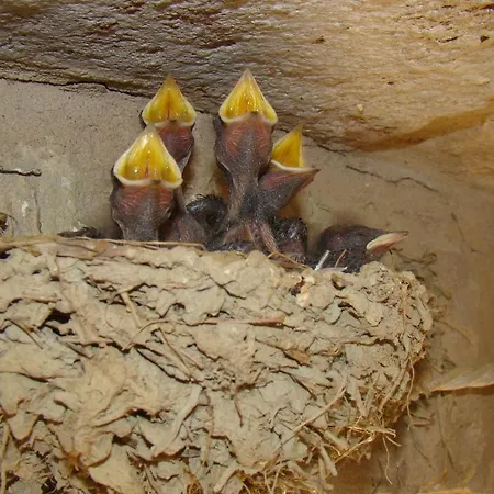 Vecchio Gelso Alloggio per agriturismo Ortezzano
