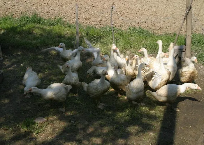 Farm stay Vecchio Gelso *