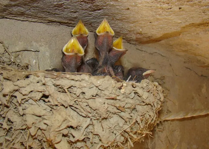 Vecchio Gelso Farm stay Ortezzano